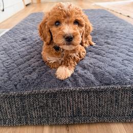 Beige Color Girl - Parti female Goldendoodle puppy in Loma Rica, California from BloomingPuppies