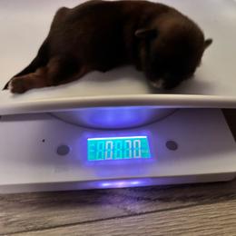 Girl 1 - Chocolate female Shih Tzu puppy in Allendale, Michigan from Rooks' Shih Tzus