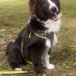Shetland Sheepdog puppies from Glowing Shelties
