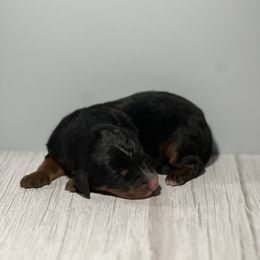 Bernedoodle Puppies from East Coast Bernedoodles