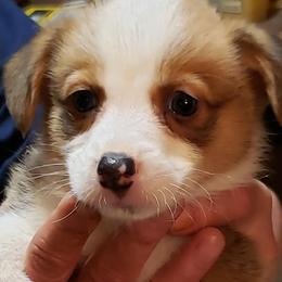 Cardigan Welsh Corgis and Pembroke Welsh Corgis from Corgi Cutees