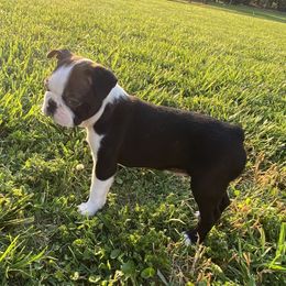 Capone - Seal brindle and white Boston Terrier puppy in Chattanooga, Tennessee from Wagtime Boston Terriers