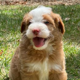Beau - Yellow and white male Bernedoodle puppy in Temecula, California from Country Hills Doodles