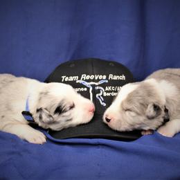 Border Collie Puppies from Team Reeves Ranch