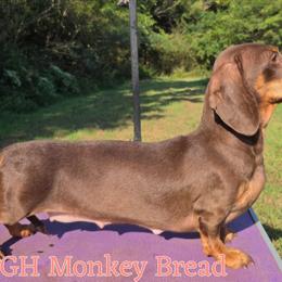 Monkey - Dachshund