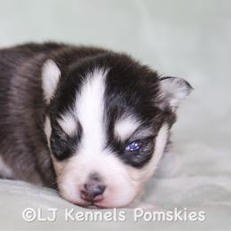 Sourdough - Black and white male Pomsky puppy in Centerville, Iowa from LJ Kennels Pomskies, LLC
