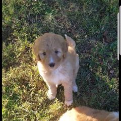 Bordoodle Puppies from Alabama Top Doodles