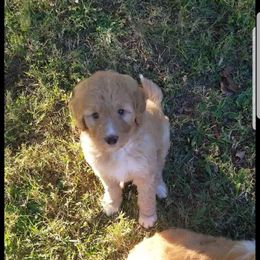 Bordoodle Puppies from Alabama Top Doodles
