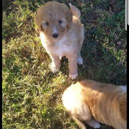 Bordoodle Puppies from Alabama Top Doodles