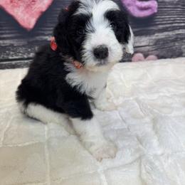 Peach Girl - Black and white female Sheepadoodle puppy in Mc Henry, Maryland from TLC by the Lake Standard Poodle and Doodles