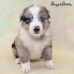 Bi Blue Merle 5 - Blue merle male Miniature Australian Shepherd puppy in Pinehurst, Texas from Aussie Amor