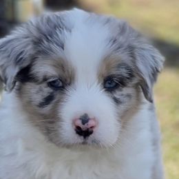Australian Shepherd Puppies from Aussie Hill Farm