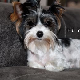 Daisy - Yorkshire Terrier