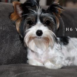 Daisy - Yorkshire Terrier