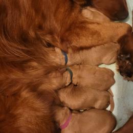 Boy 1 Blue - Dark golden male Golden Retriever puppy in Scurry, Texas from 07 Seven Oaks Goldens and Doodles