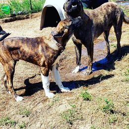 Anatolian Shepherd Dog and Australian Cattle Dog Puppies from 4D Cattle Dogs