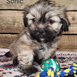 Sonic - Brown male Lhasa Apso puppy in Jefferson, New York from Absolute Lhasa Love