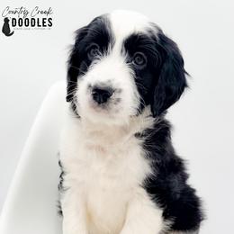 Memorial aka Remi - female Australian Mountain Doodle puppy in Tipton, Indiana from Country Creek Doodles