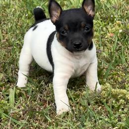 Girl 3 - Black tan and white female Rat Terrier puppy in Bee Branch, Arkansas from Rust Creek