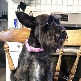 Holly - Miniature Schnauzer