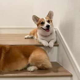 Pembroke Welsh Corgis from Much Love Fam