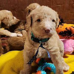 Eli - Apricot male Labradoodle puppy in Fostoria, Michigan from North Country Kennel Club