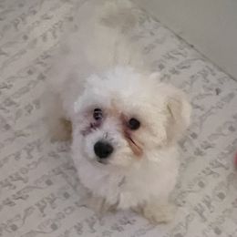 Boy 1 - White Bichon Frise puppy in Florida from Tammy's Bichon Frise