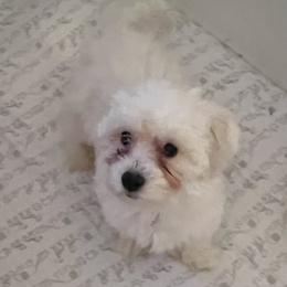 Boy 1 - White Bichon Frise puppy in Florida from Tammy's Bichon Frise