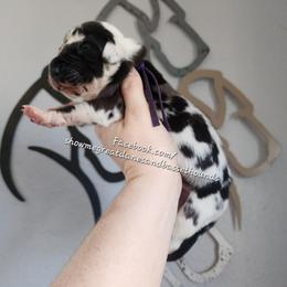 Purple Collar - Harlequin female Great Dane puppy in Alton, Illinois from Show Me Great Danes and Basset Hounds