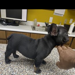 French Bulldog Puppies from Silver Spoon French Bulldogs