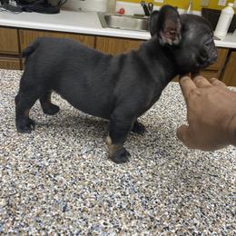 French Bulldog Puppies from Silver Spoon French Bulldogs
