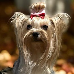 Yorkshire Terriers from Wild Clover Yorkshire Terriers
