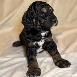 Ranger - Merle male Goldendoodle puppy in Saint Louis, Missouri from Jax Doodles
