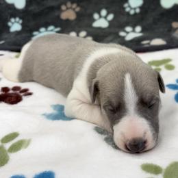 Oliver - White and blue fawn male Whippet puppy in West Plains, Missouri from Sycamore Ridge Puppies