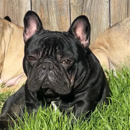 Smokey - Black male French Bulldog puppy in Shasta Lake, California from Mt Shasta Frenchies