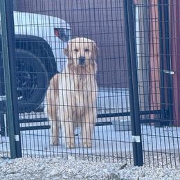 Jelly - Golden Retriever