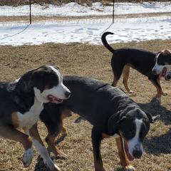 Greater Swiss Mountain Dog and Rottweiler All Grown Up from Cornerstone Kennels