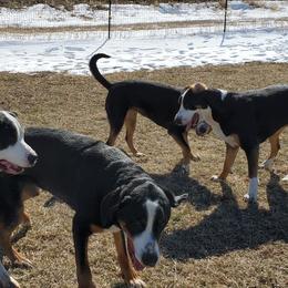 Greater Swiss Mountain Dog and Rottweiler All Grown Up from Cornerstone Kennels