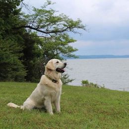 Clara - Golden Retriever