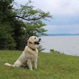 Clara - Golden Retriever