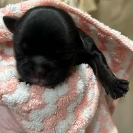 Chloe - Black and white female Shih Tzu puppy in Victorville, California from RUMBLE n TUMBLE