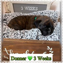 Donner - Brindle male Boxer puppy in Greenwell Springs, Louisiana from Bayou Boxer Haus - Baton Rouge Boxers