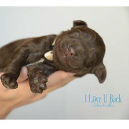Labradoodle Puppies from I Love U Back Labradoodles