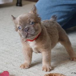 Kirby - Blue male French Bulldog puppy in Winnsboro, Texas from JP Ranch Bulldogs