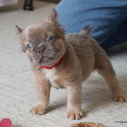 Kirby - Blue male French Bulldog puppy in Winnsboro, Texas from JP Ranch Bulldogs