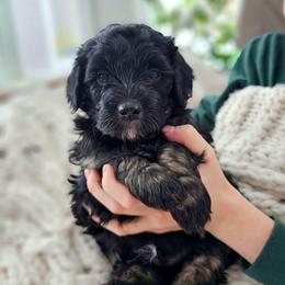 Yukon - Phantom male Bernedoodle puppy in Marshall, Michigan from Whispering Aspen Homestead