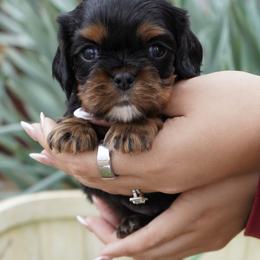 Arbor - Black and tan male Cavalier King Charles Spaniel puppy in Lula, Georgia from Cavaliers by Crumley