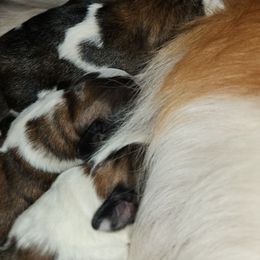 Saint Bernard Puppies from Amber's Saint Bernards