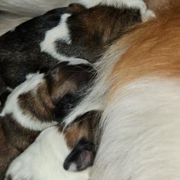 Saint Bernard Puppies from Amber's Saint Bernards
