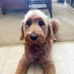 Sophie  - Goldendoodle